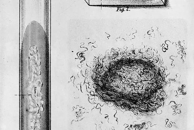 Ink drawing of a Bacillus Tuberculosis culture in four figures: a test tube, specimen tray, and two close ups of the wormy looking bacteria. 